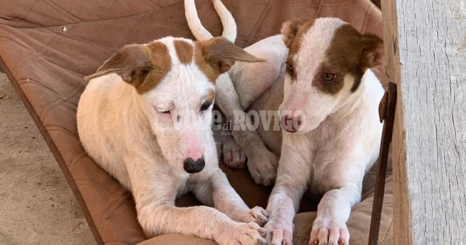 Cinque cuccioli abbandonati in un giardino