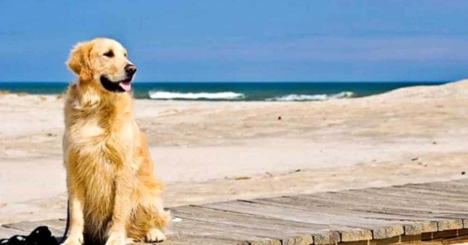 Hai il cane? Resti fuori dall’hotel