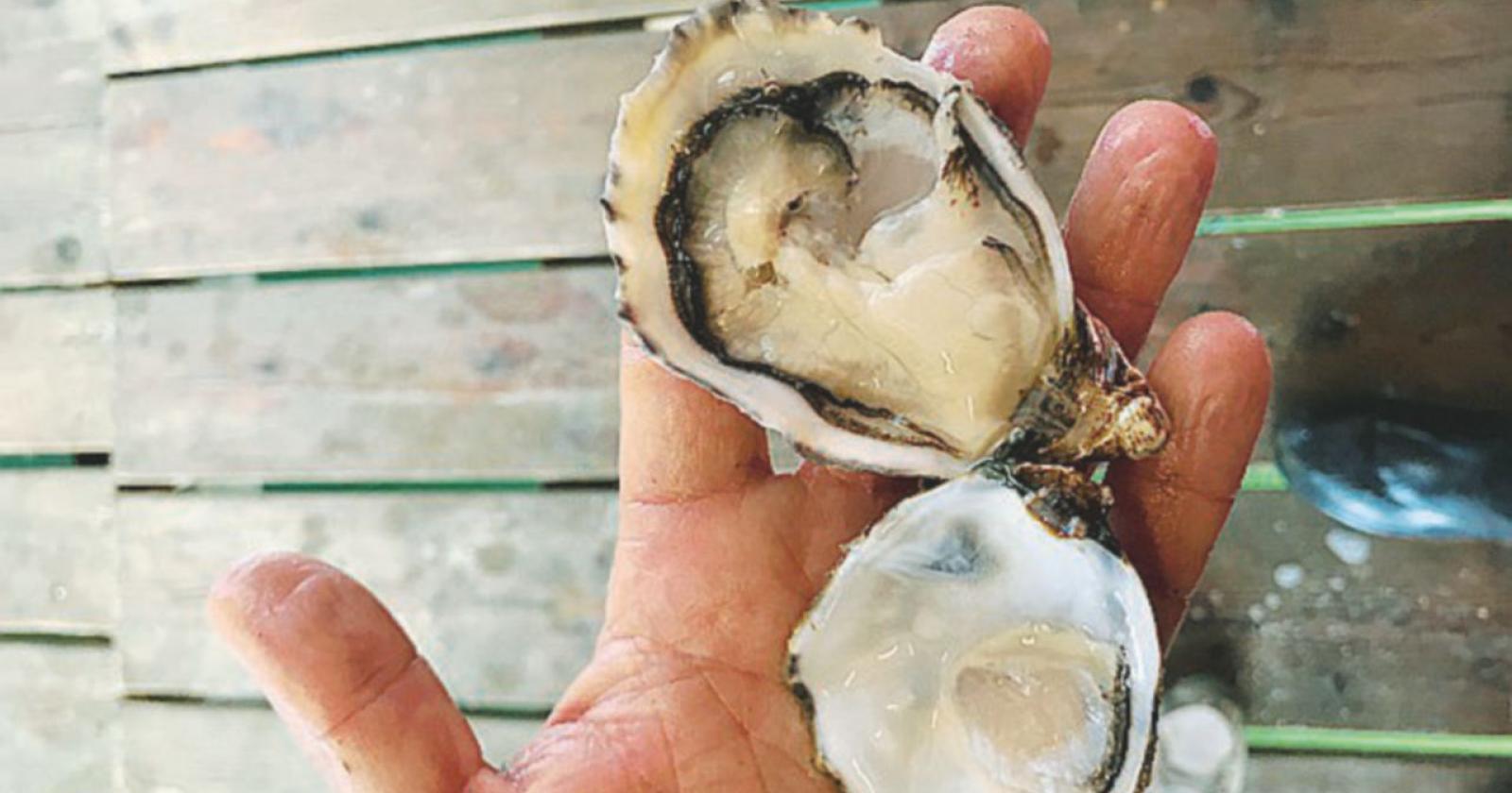 Le nostre ostriche da Leone d’Oro