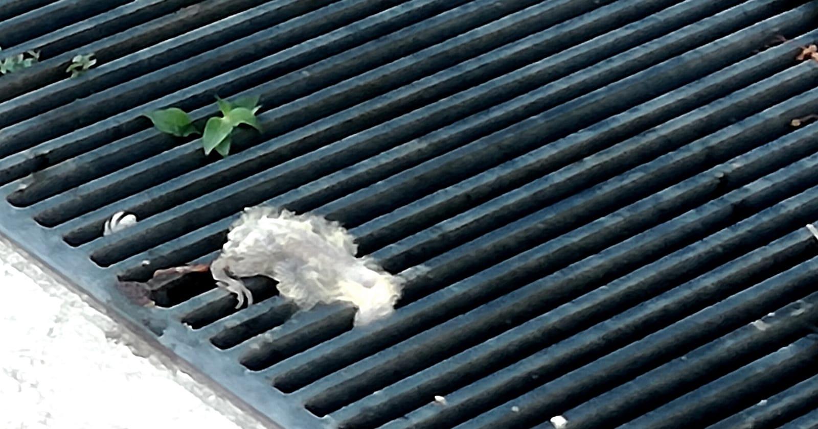 Ratto fermo da giorni in Corso del Popolo