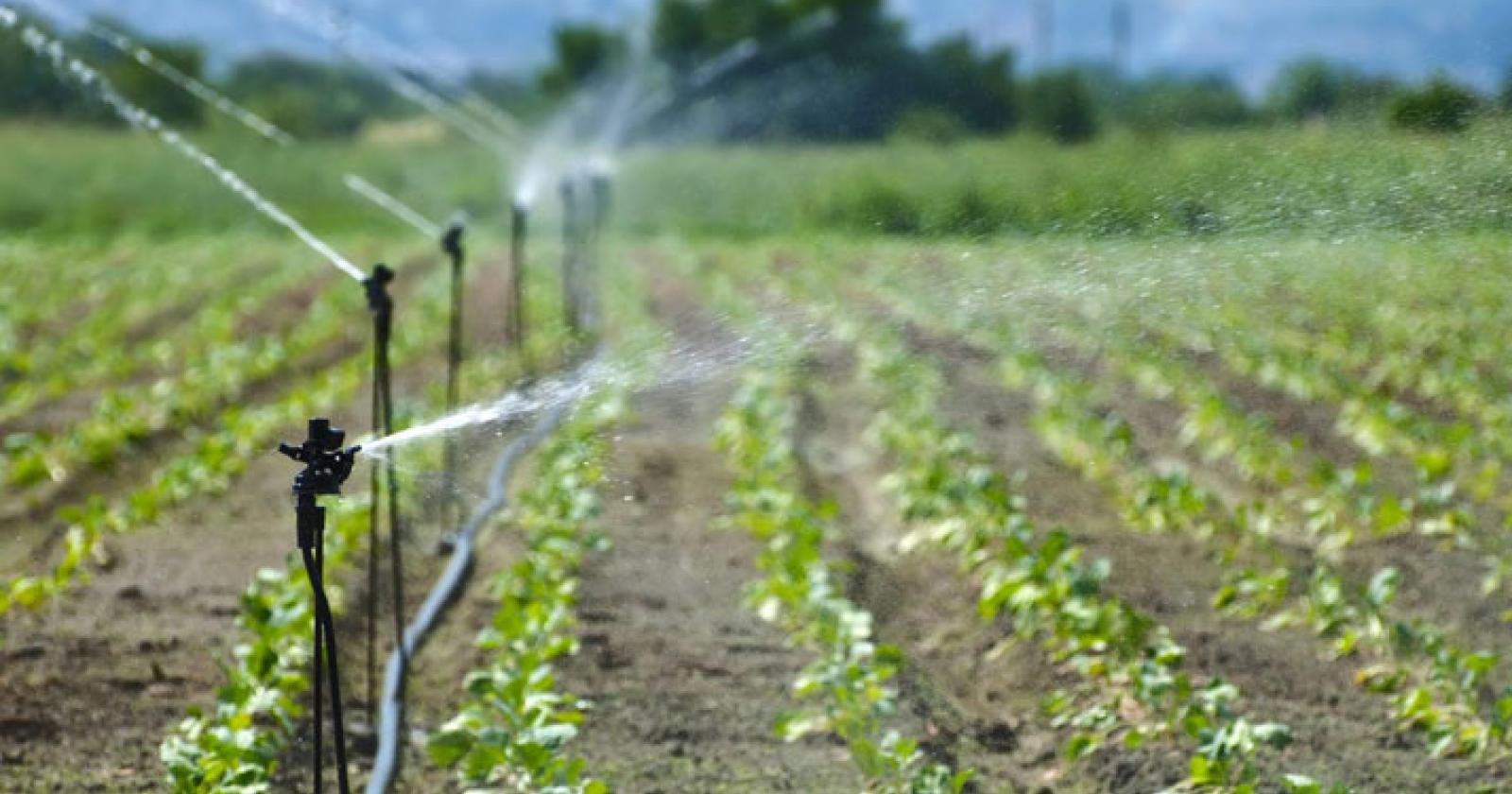 Salmonella nell'acqua: stop all'irrigazione dei campi