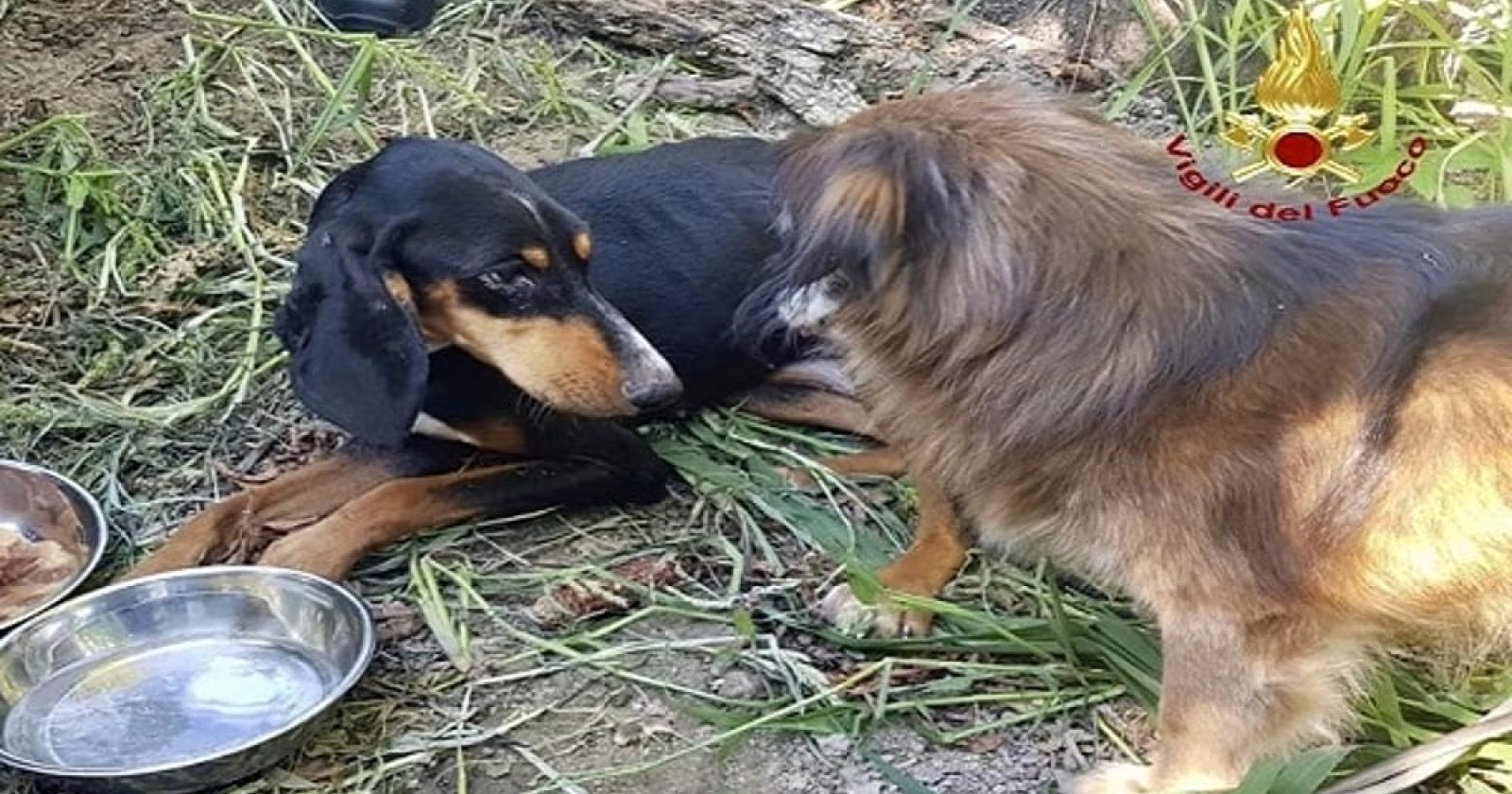 Cucciolo intrappolato, salvato da un cane