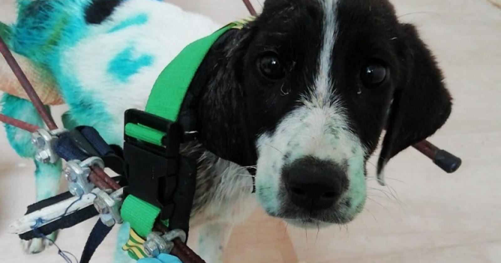 Salva i cani maltrattati. E li porta in spiaggia