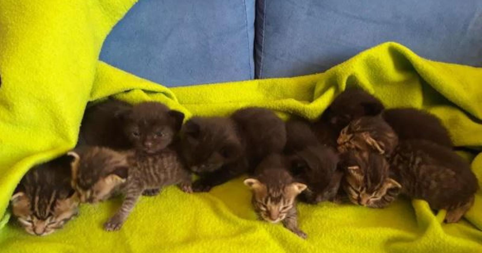 Parto record: dà alla luce nove gattini
