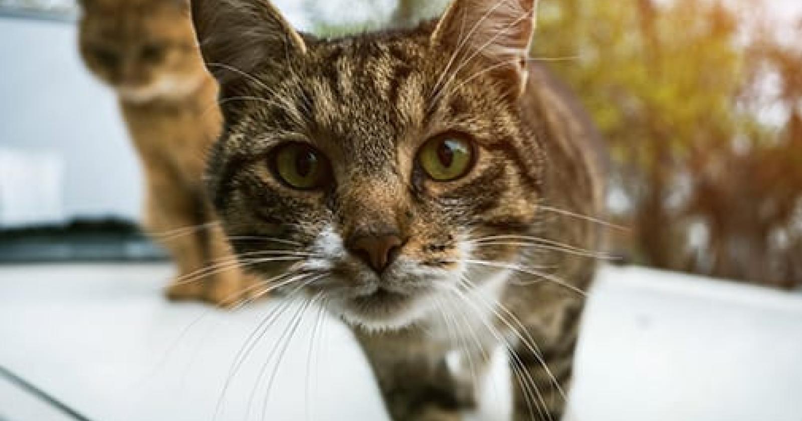Uccide a badilate il gatto che minaccia i suoi canarini