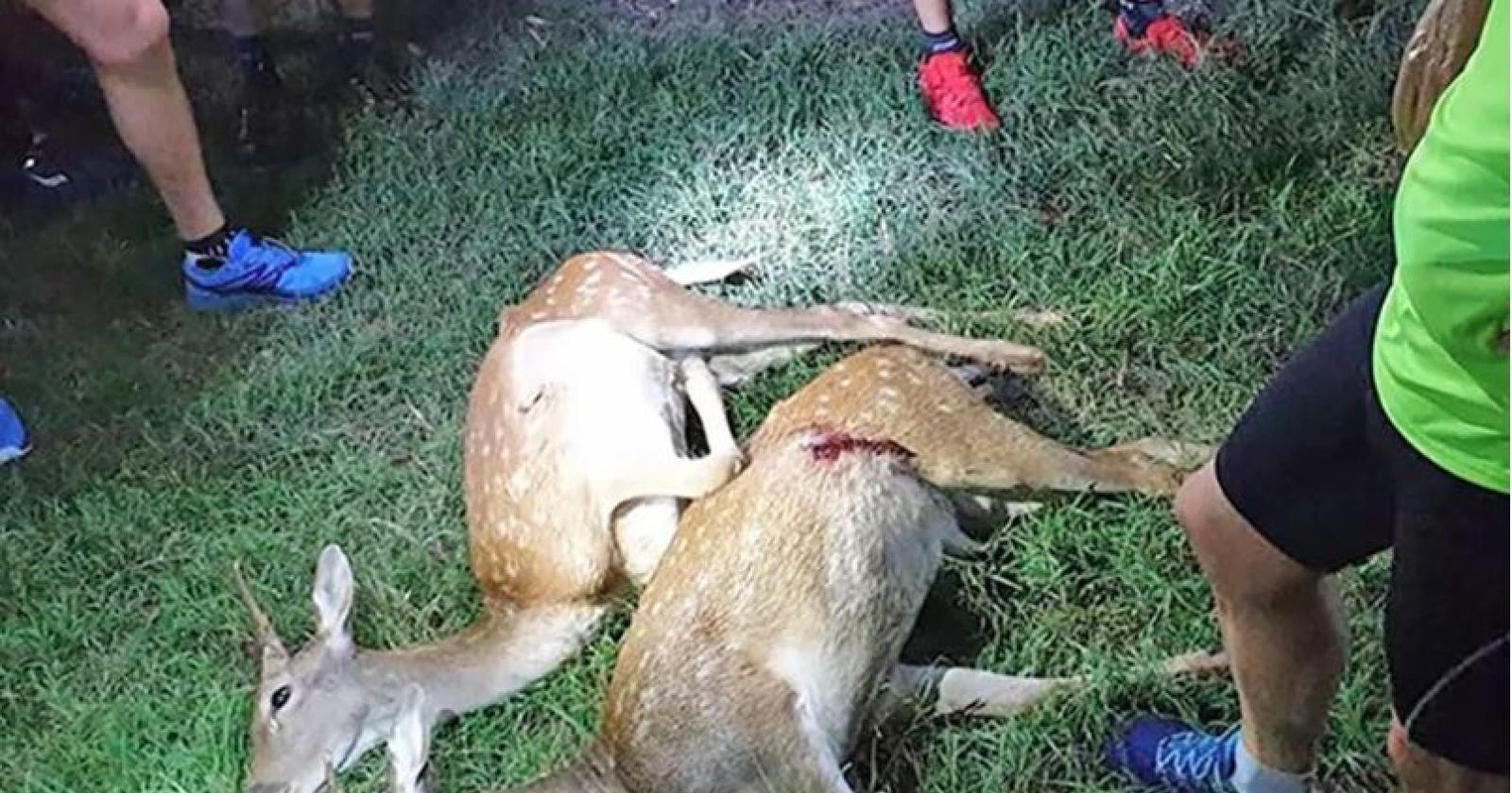 Daini ammazzati, rabbia degli ambientalisti