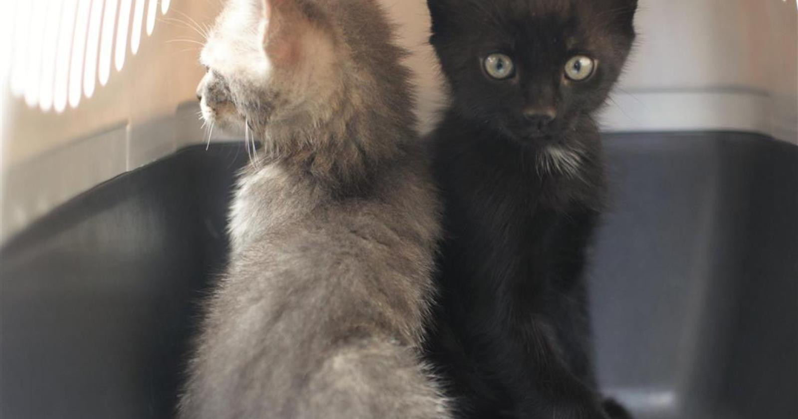 Due gattini trovati fucilati. Una crudeltà senza alcuna ragione.