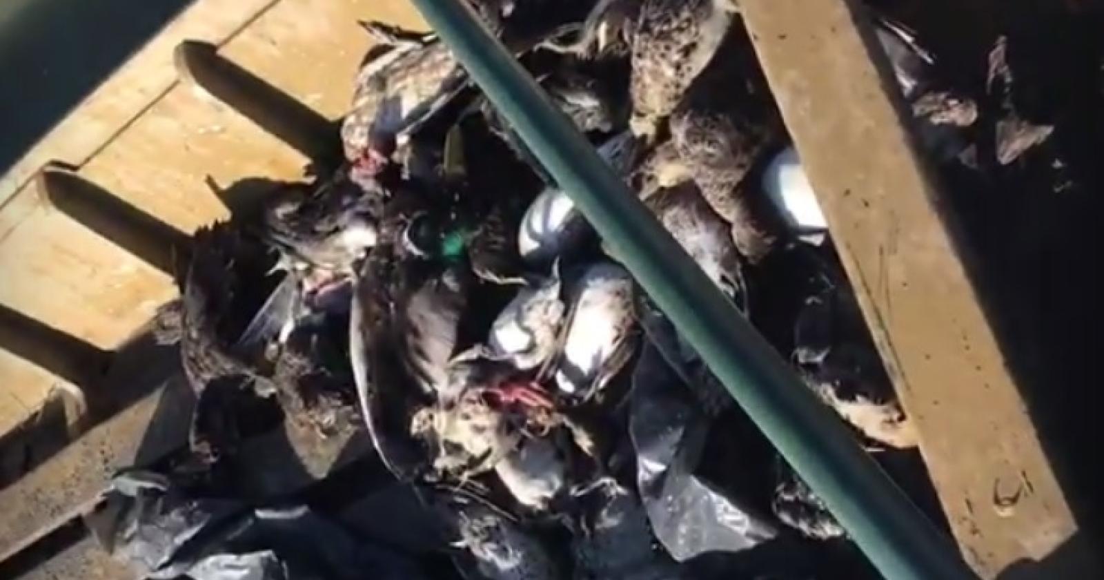 "Strage di uccelli, allarme botulino nel Delta"