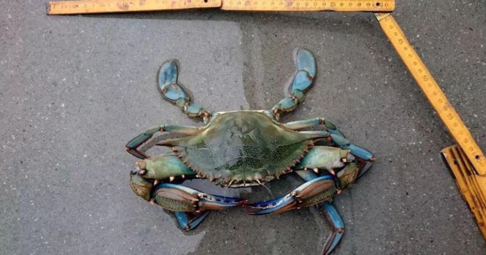 Allarme nelle acque del Delta: prolifera il "granchio reale blu", e sono problemi