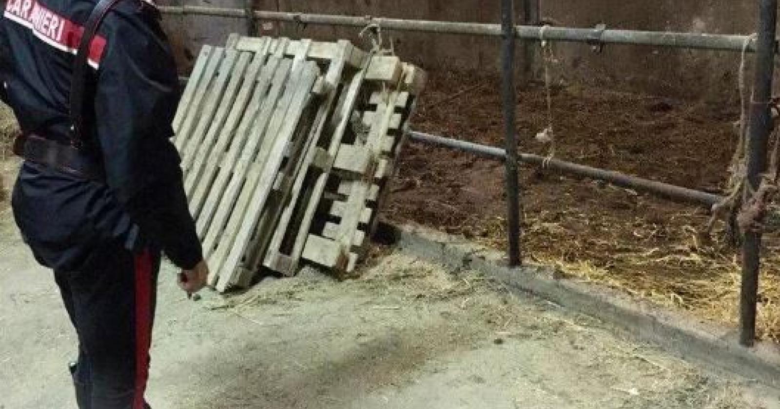 Incorna due persone e fugge. E' caccia al bue