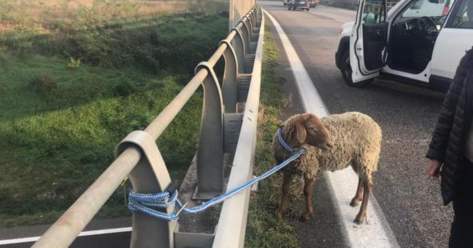 Pecora in tangenziale blocca il traffico