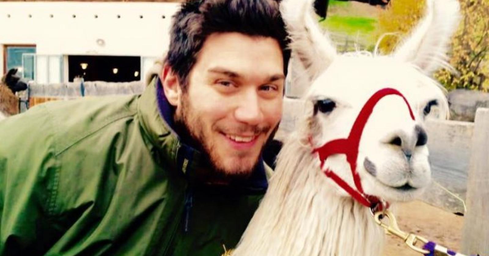 Pitbull sbrana un'alpaca