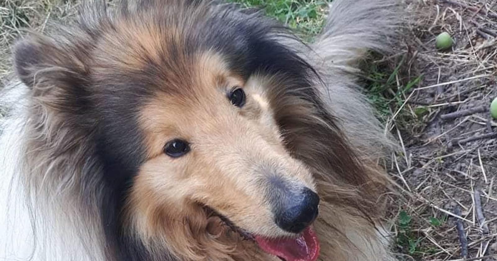 Orrore in paese: il cagnolone Jack ammazzato a fucilate