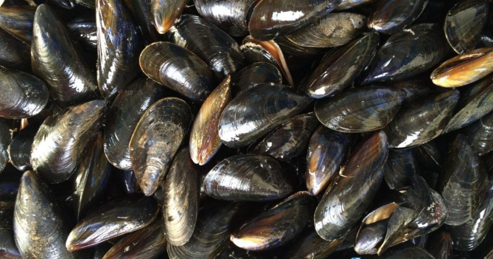 Ordinano 10mila euro di cozze e se ne vanno senza pagare