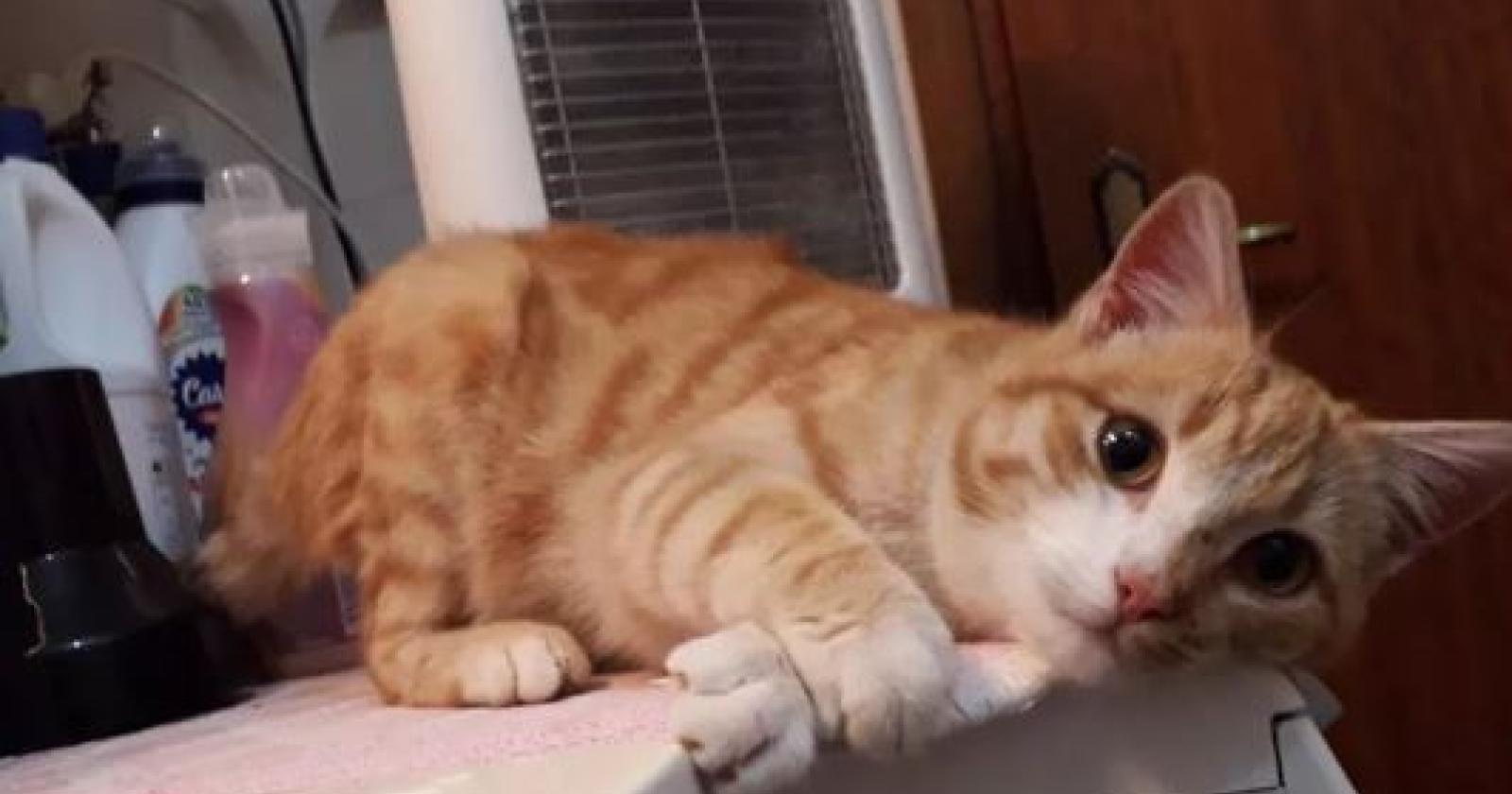 Micio muore sbranato da un cane. Scatta la denuncia