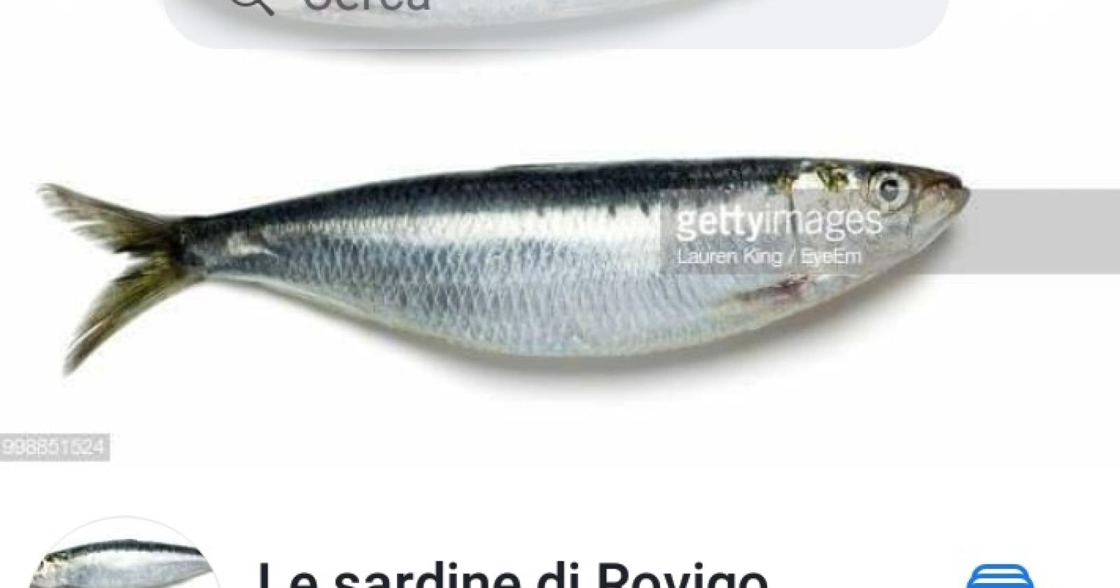 Anche a Rovigo sono nate Le Sardine