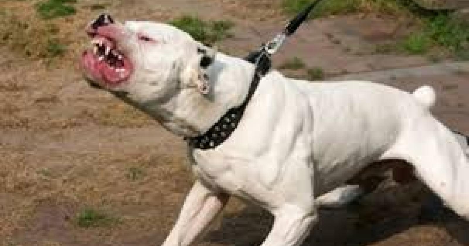 Morso da due pitbull per salvare un gruppo di bambini