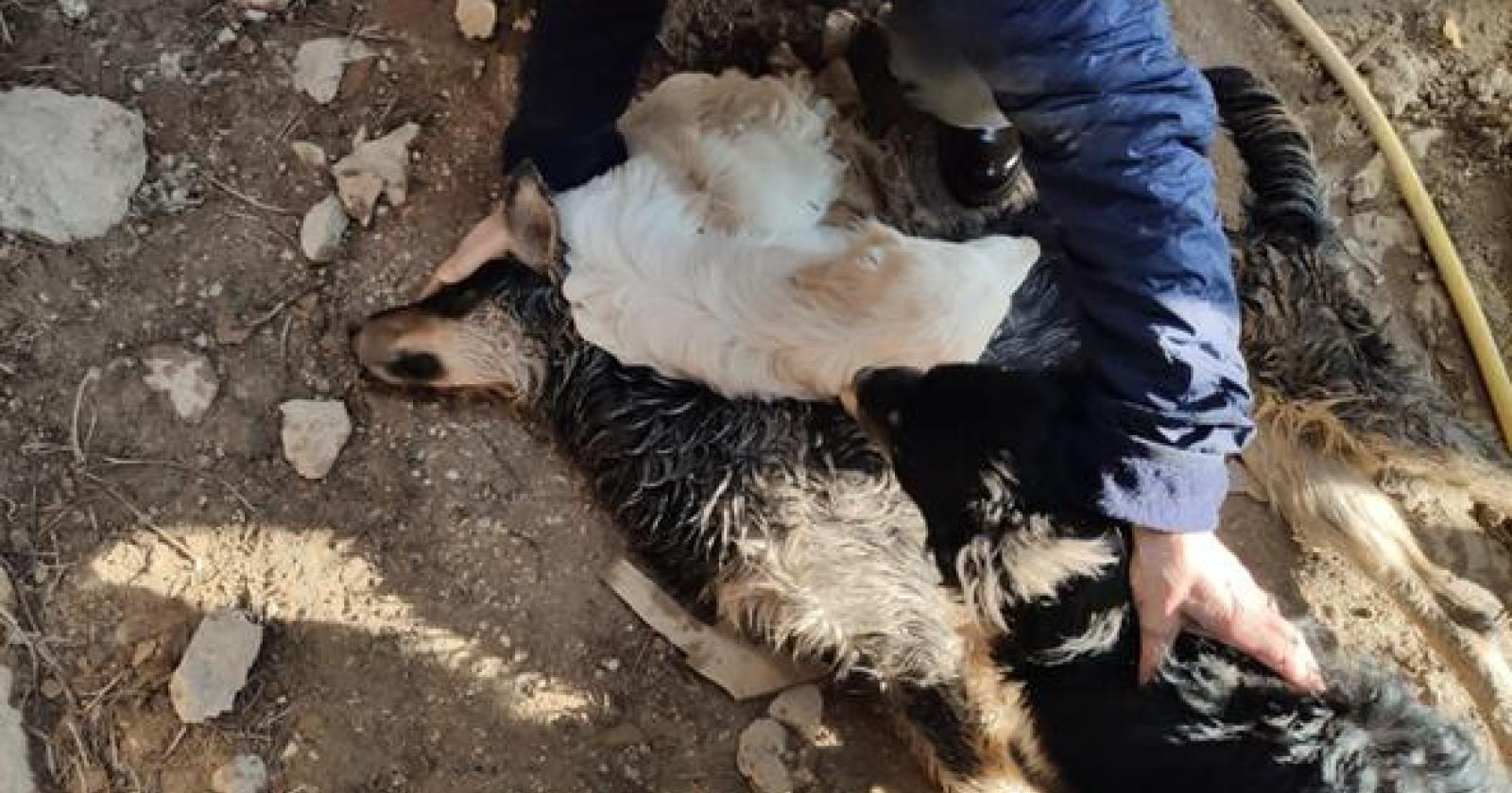 Cani murati vivi per giorni senza cibo né acqua