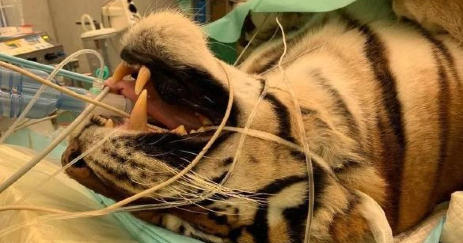 Operata con successo la tigre che vive al confine col polesine