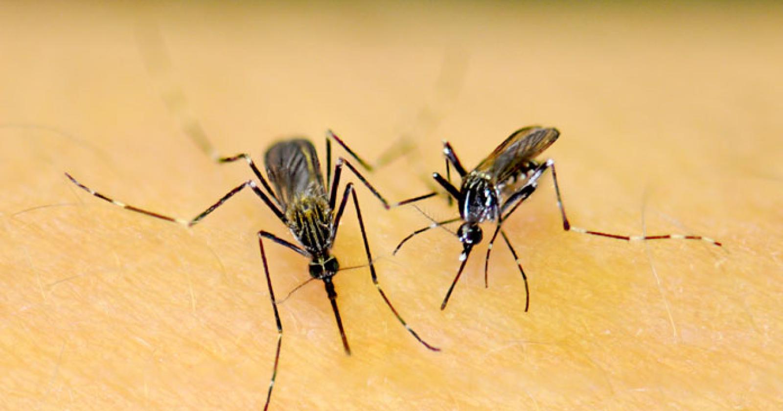 Si è diffusa anche da noi la zanzara koreana, ed è pericolosa