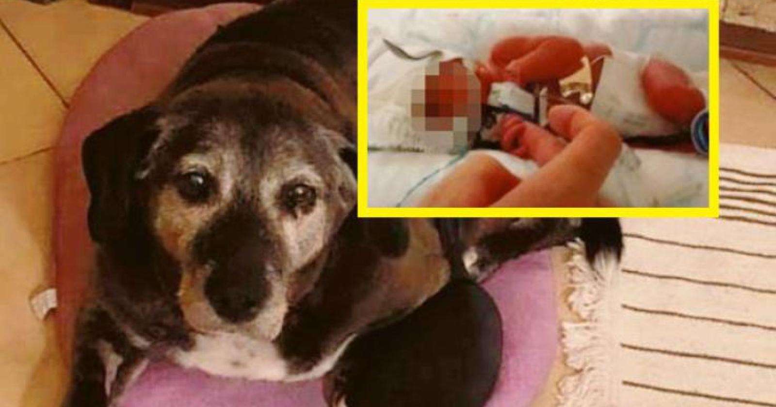 Fiutò e salvò il neonato abbandonato: Pepa è guarita dal tumore!