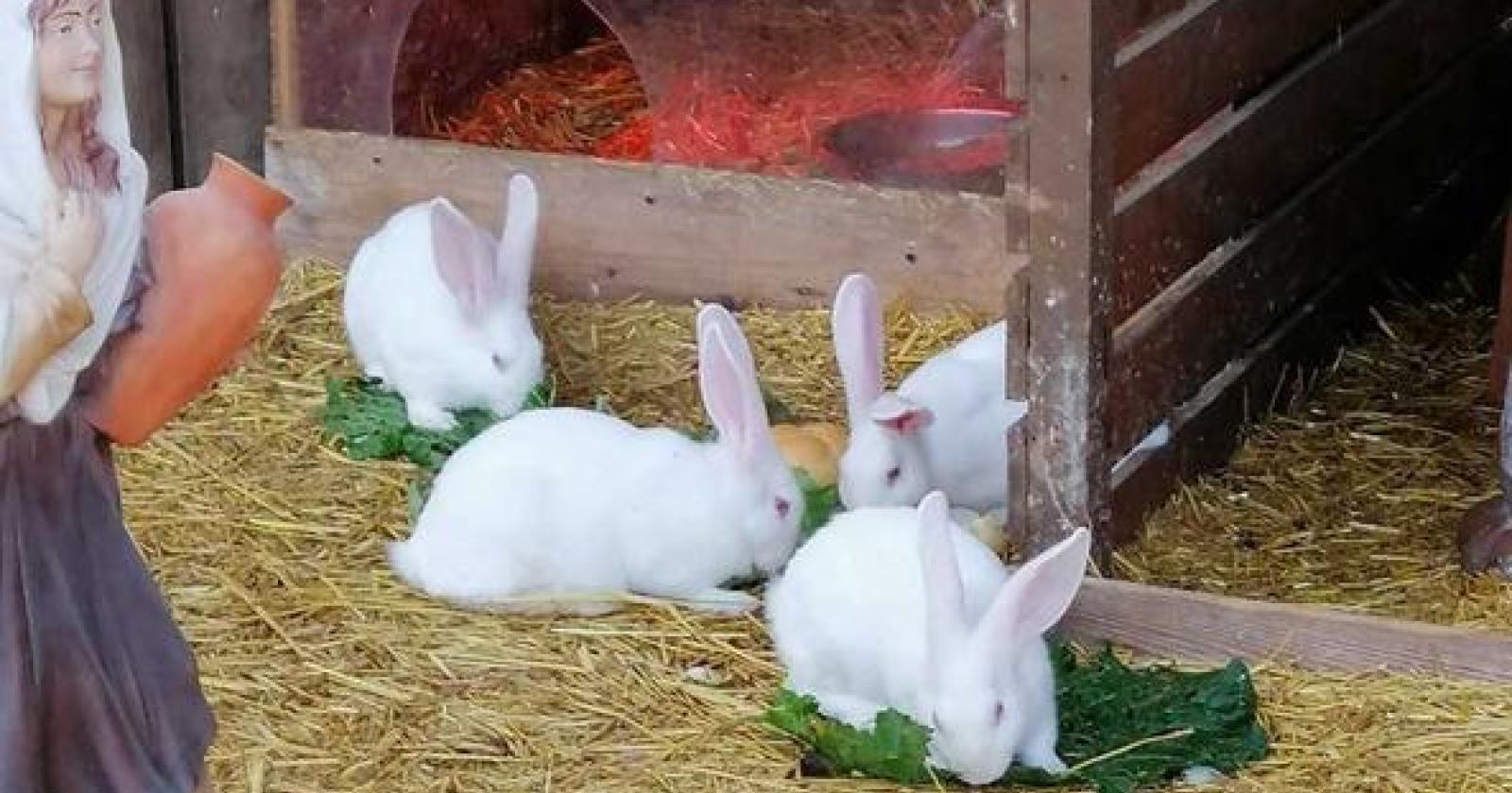 Conigli vivi nel presepe, gli animalisti contro il parroco
