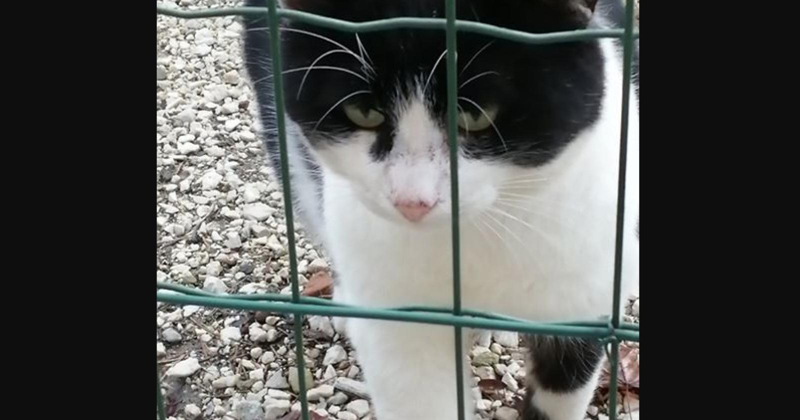 Aiutiamolo a ritrovare la sua casa 
