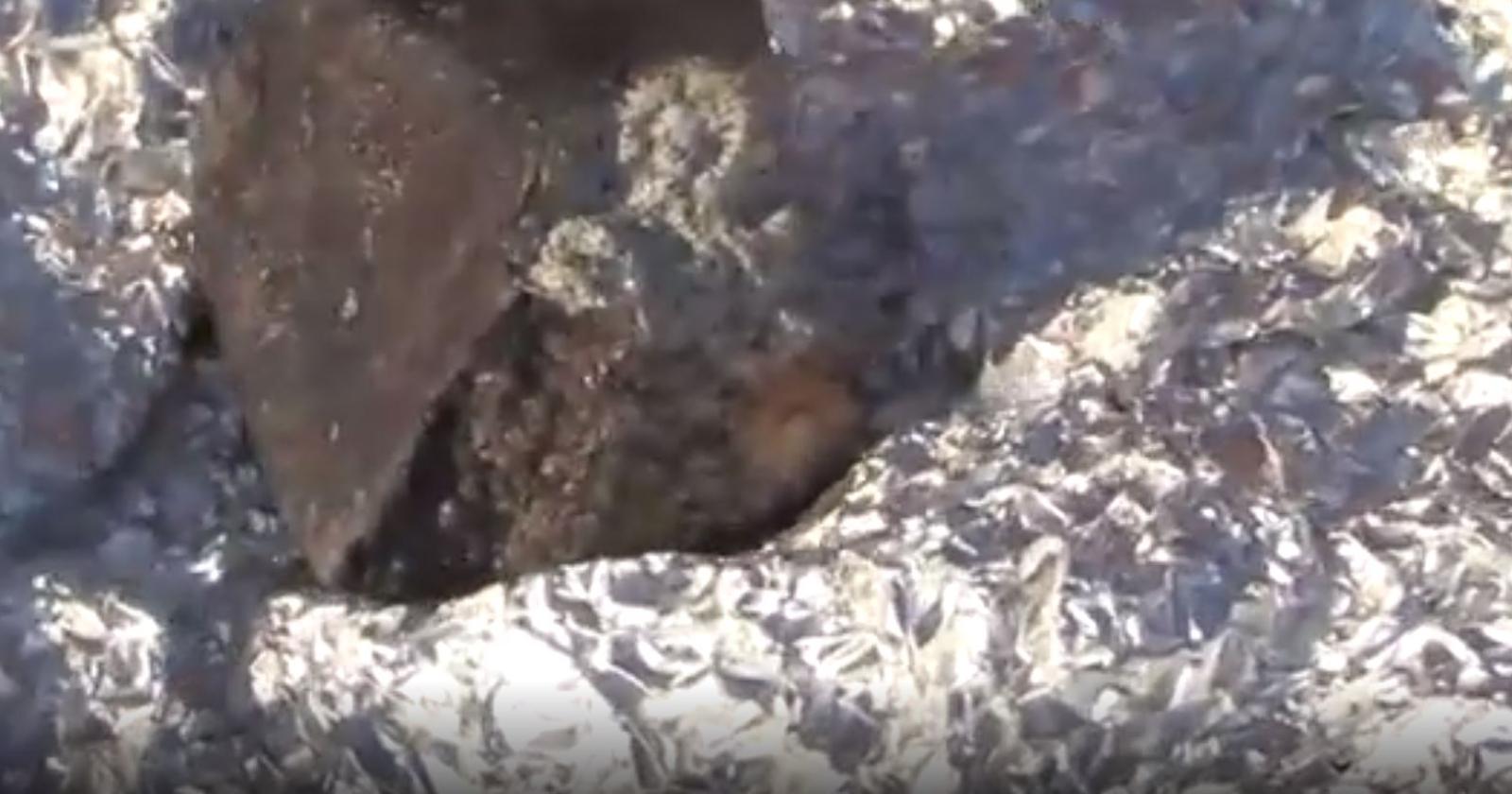 Ecco i primi frammenti del meteorite caduto non lontano dal Polesine