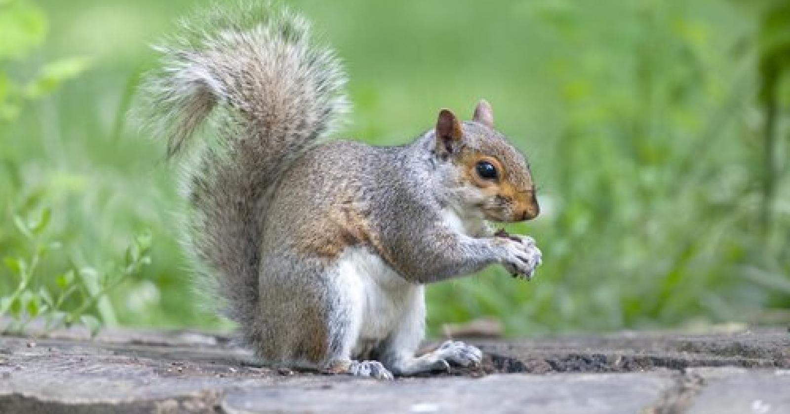 Un animaletto tutto da scoprire