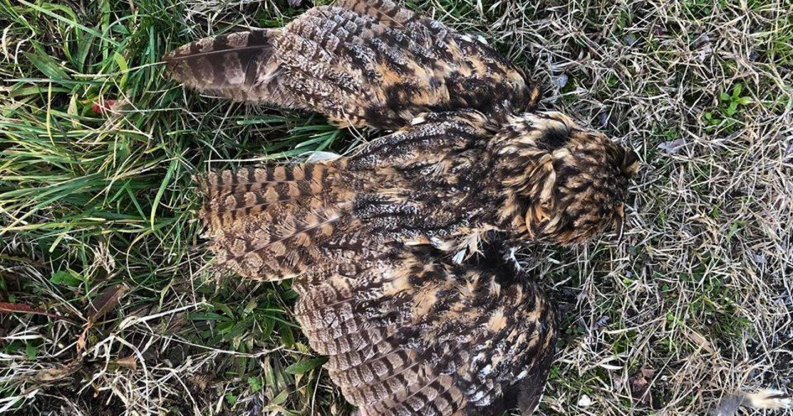 "Hanno sparato e ucciso il gufo"