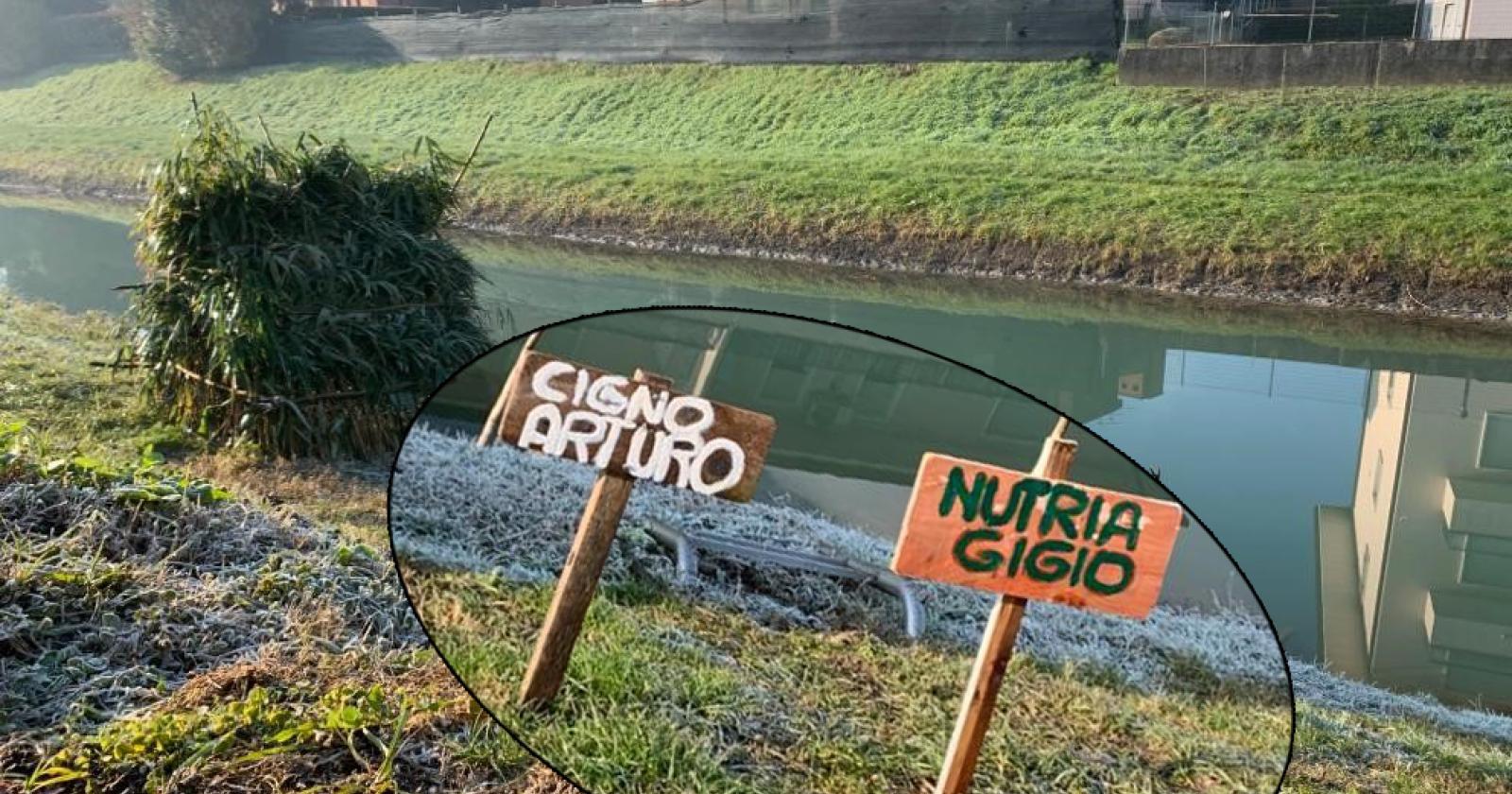 La nutria "Gigio" trova casa in Adigetto insieme al cigno "Arturo"