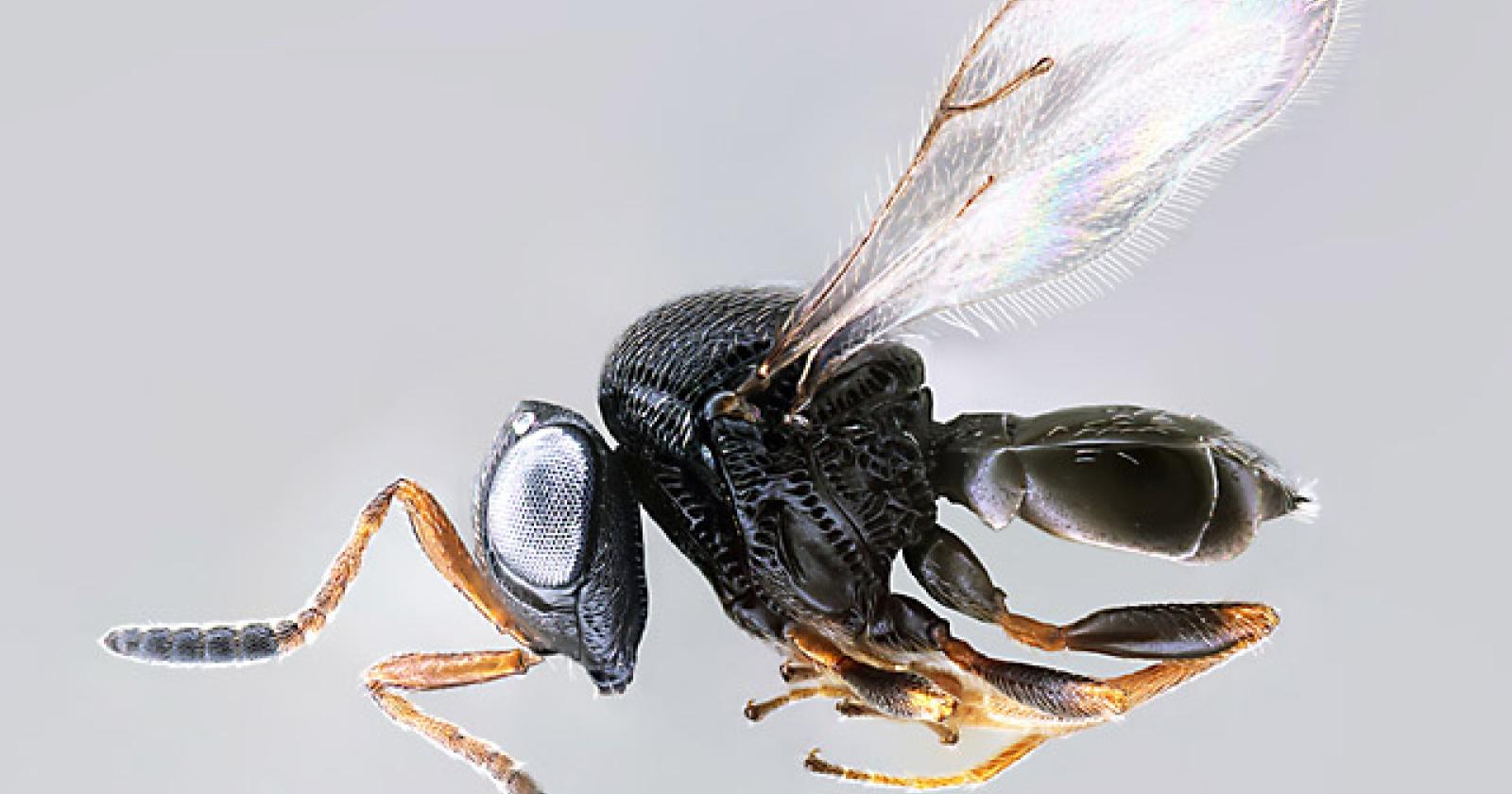 "Lasciateci liberare la vespa samurai per combattere la cimice"