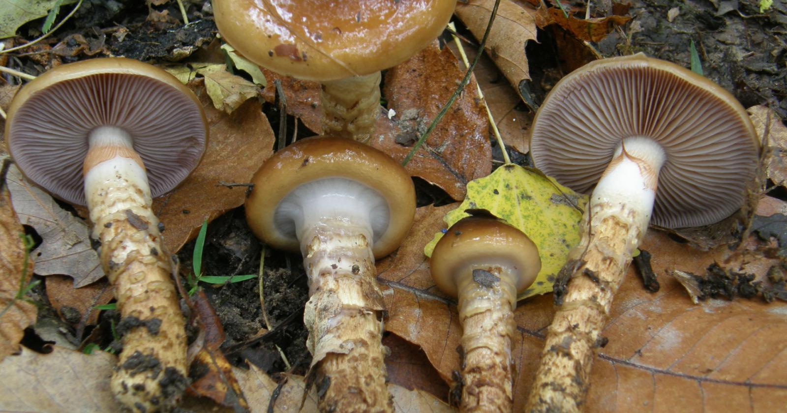 I segreti dei funghi: teoria e uscite pratiche