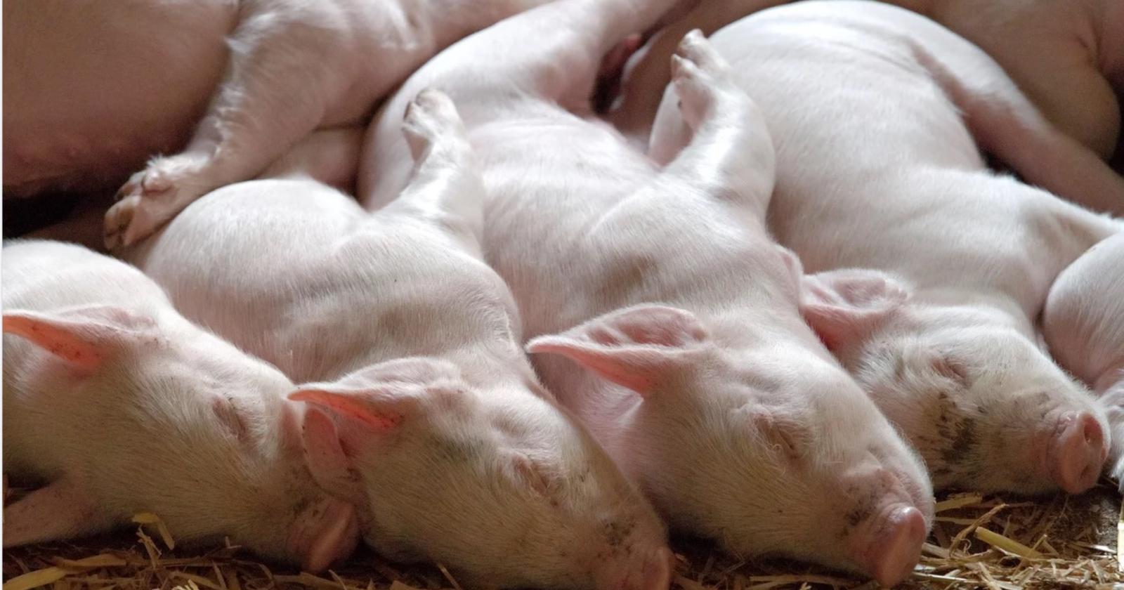 Carne contaminata da peste suina: intercettata e distrutta