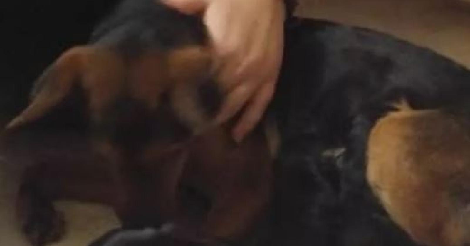 Abbandonata, legata ad un palo, viene salvata. Poche ore dopo partorisce sei cuccioli