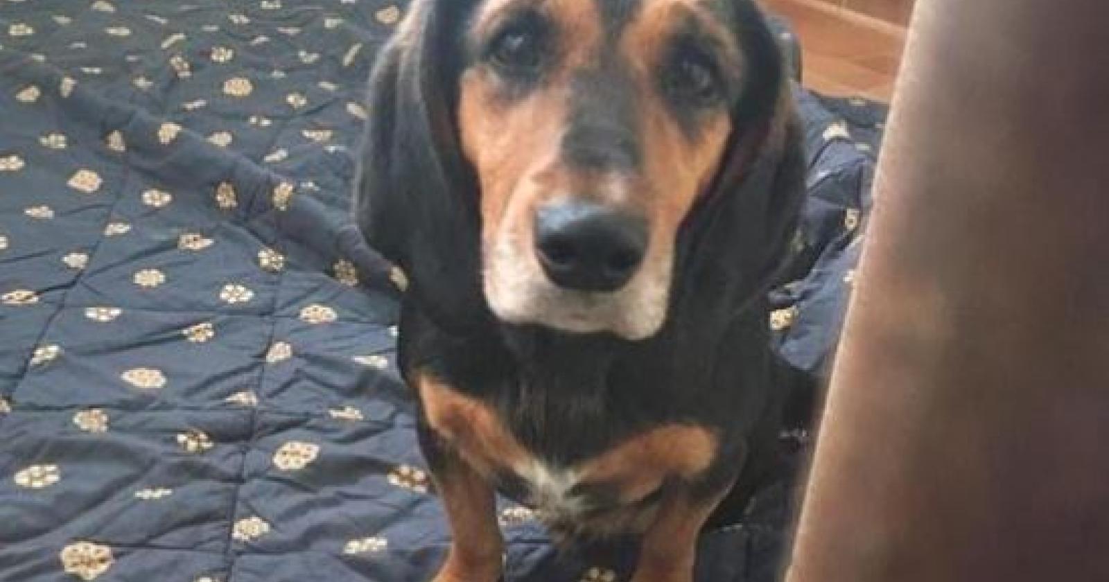 Viveva insieme al suo cane, ed è stato proprio lui a vegliare sul suo corpo per giorni interi