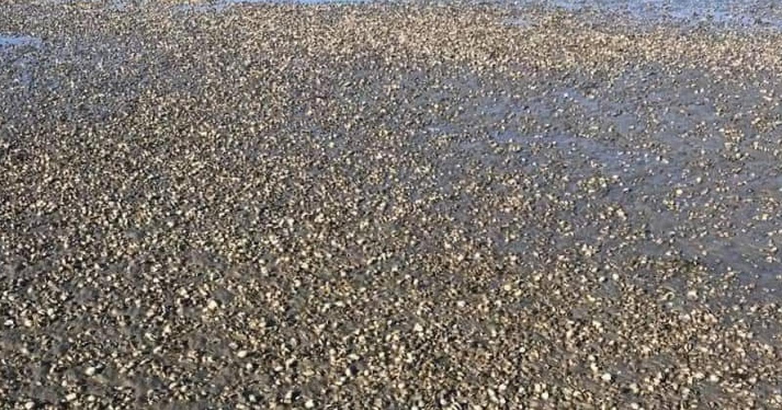 La moria di vongole peggiora, settore in allarme. Vertice d'urgenza