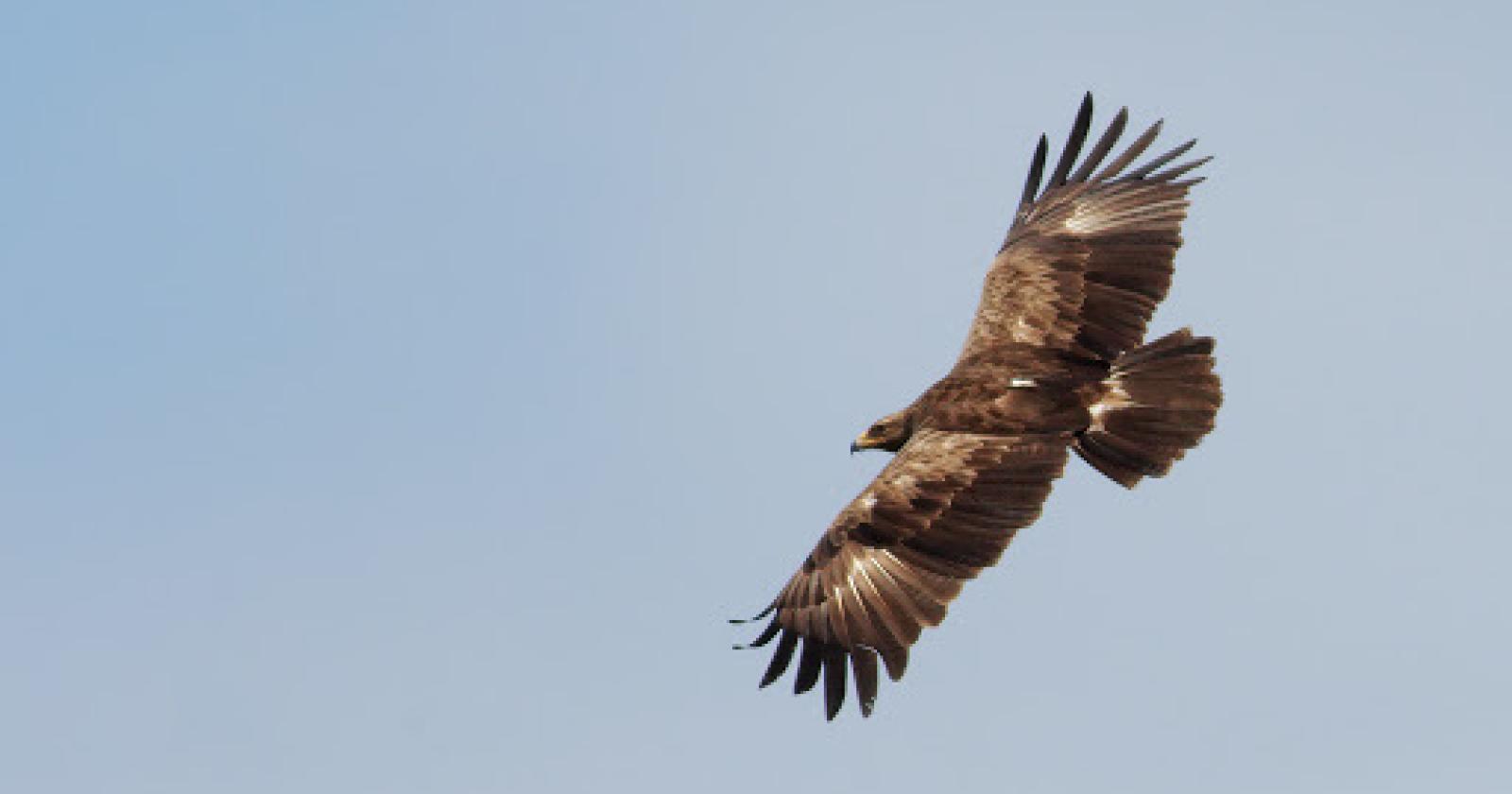 Spettacolo: l'aquila volta alta sul Delta