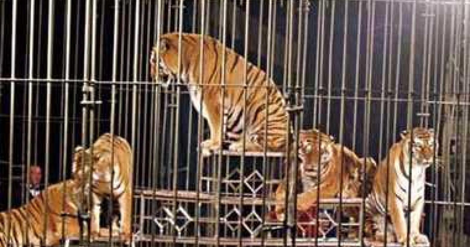 "Animali al circo maltrattati? E' diffamazione"