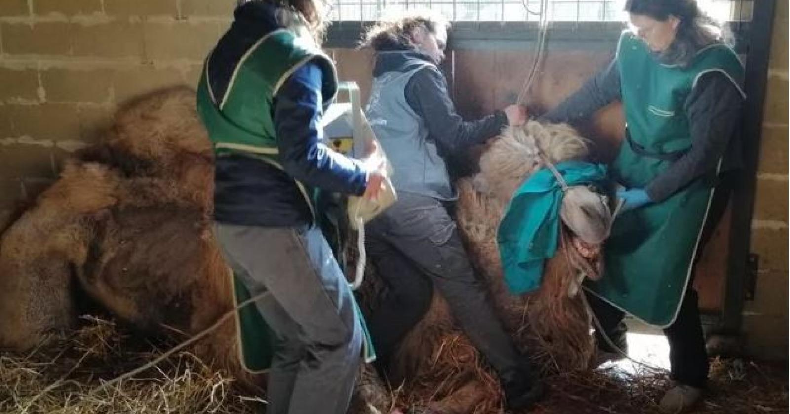 Kabubi, assistenza domiciliare per il vecchio cammello