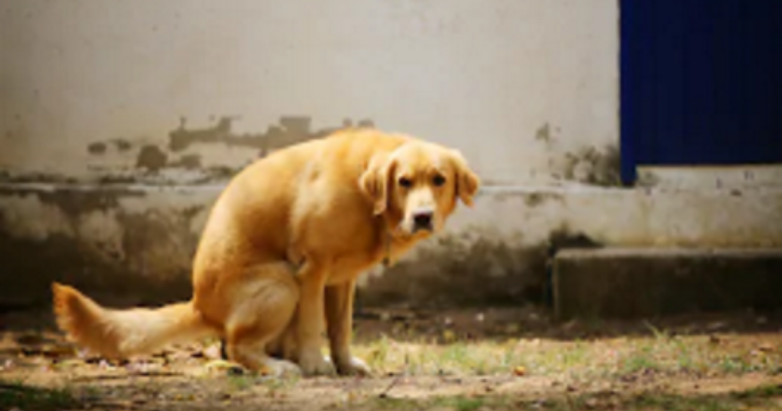 Gli spalma in faccia le feci non raccolte del cane