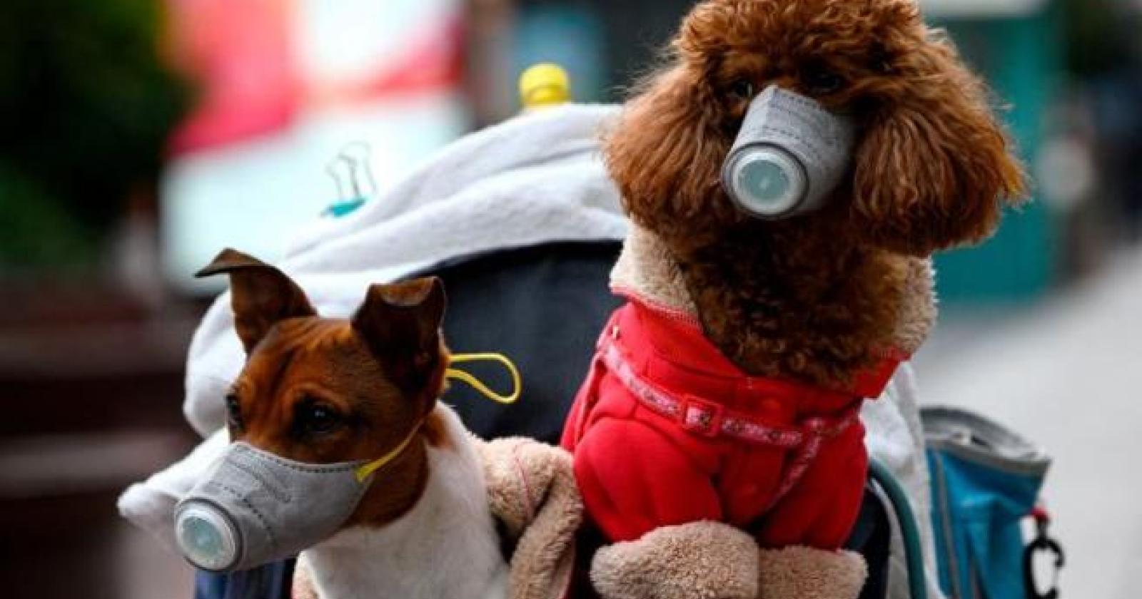 Cani con la mascherina ad Hong Kong