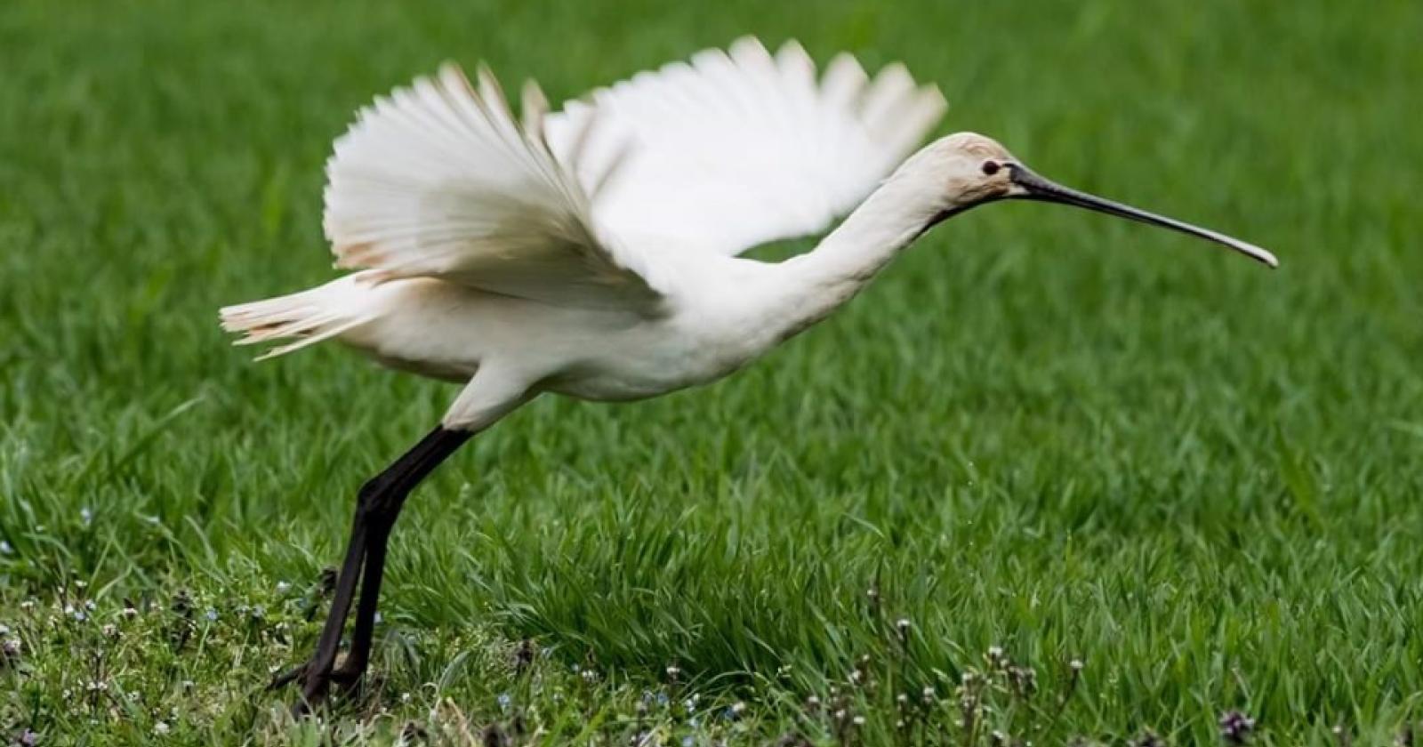 La cultura della biodiversità entra nelle scuole polesane