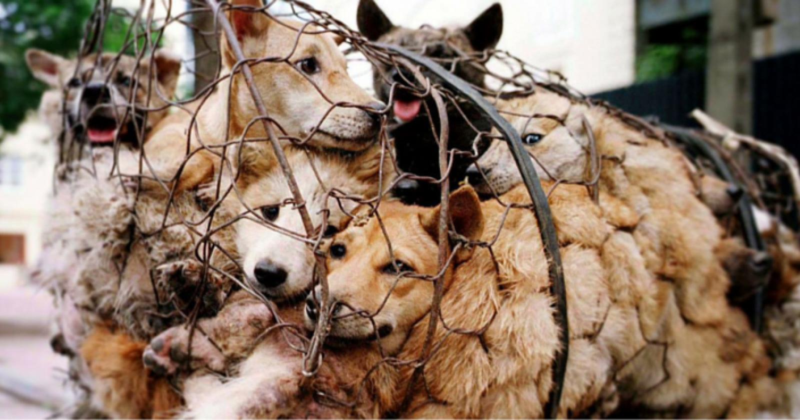 La Cina vieta ufficialmente di mangiare carne di cane e gatto