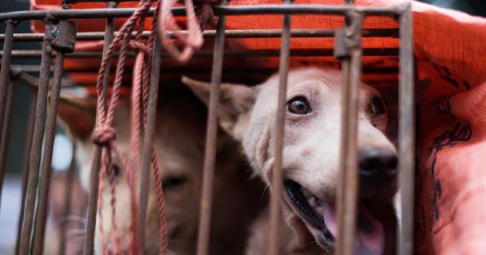 La Cina vieta ufficialmente di mangiare carne di cane e gatto