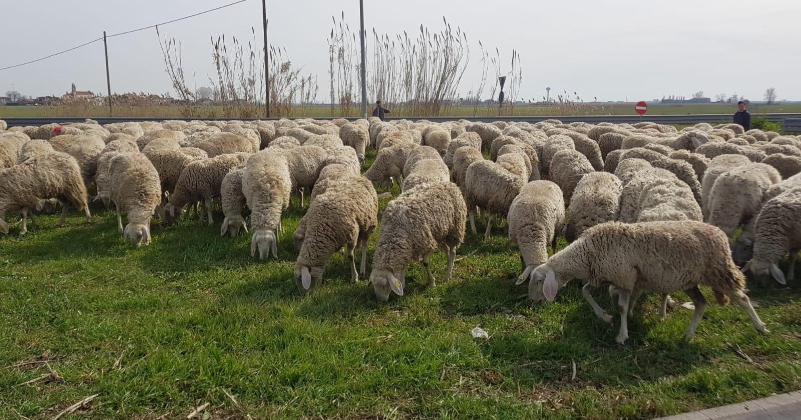 Transumanza da Porto Viro a Padova