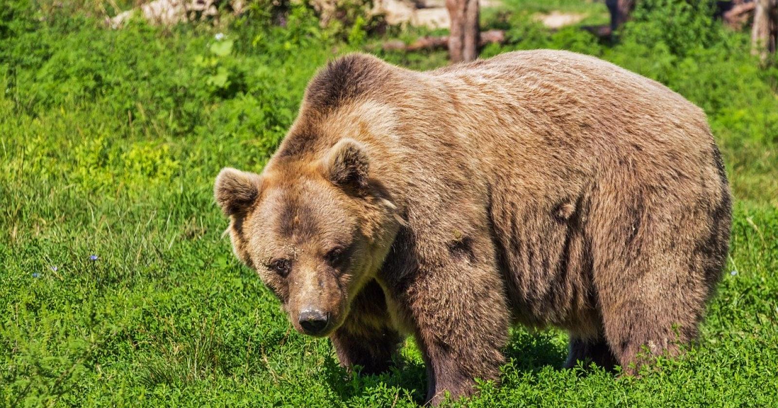Un orso bruno avvistato sulle Prealpi