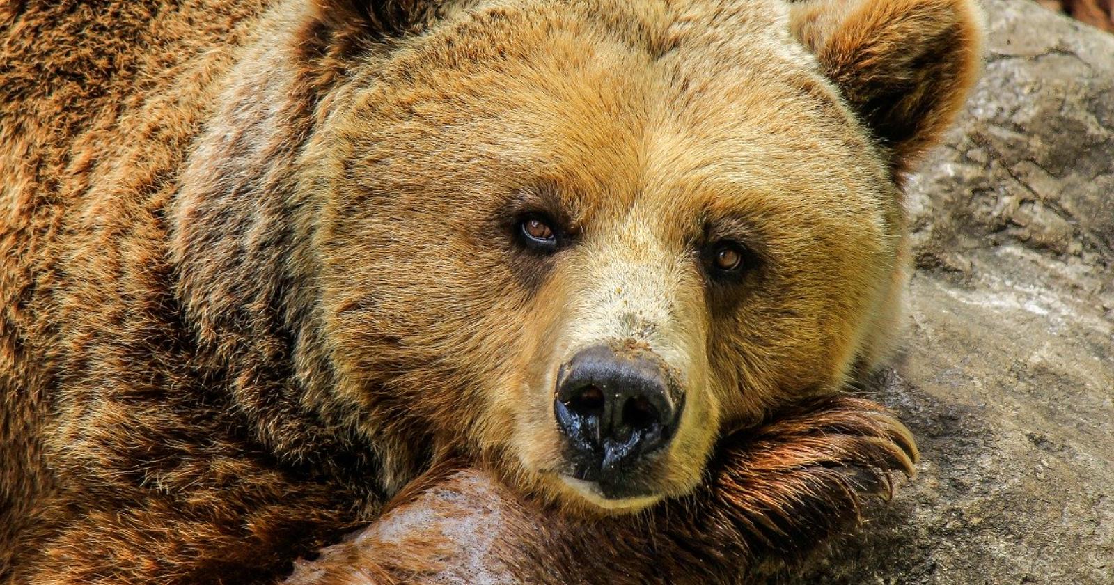 Regioni e Province autonome dell’arco alpino fanno squadra per tracciare la presenza dell’orso bruno