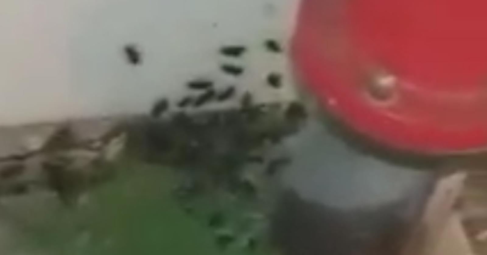 Un esercito di scarafaggi all’ingresso della Casa di riposo