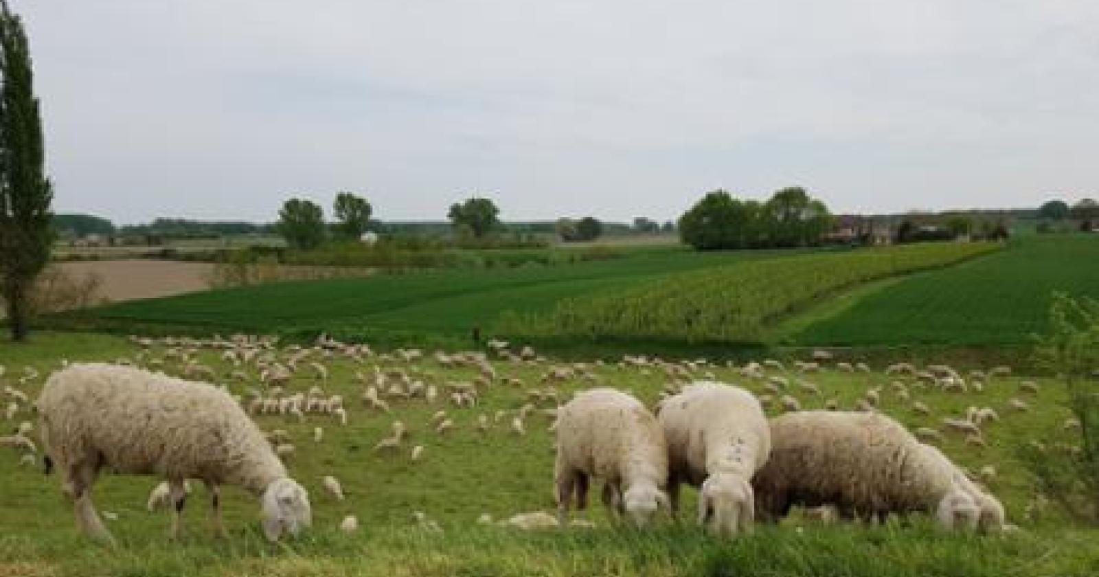 Tre pecore cadono nell'Adige, salvate dai pompieri